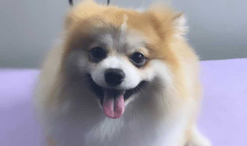 Hallz Pet Groomz